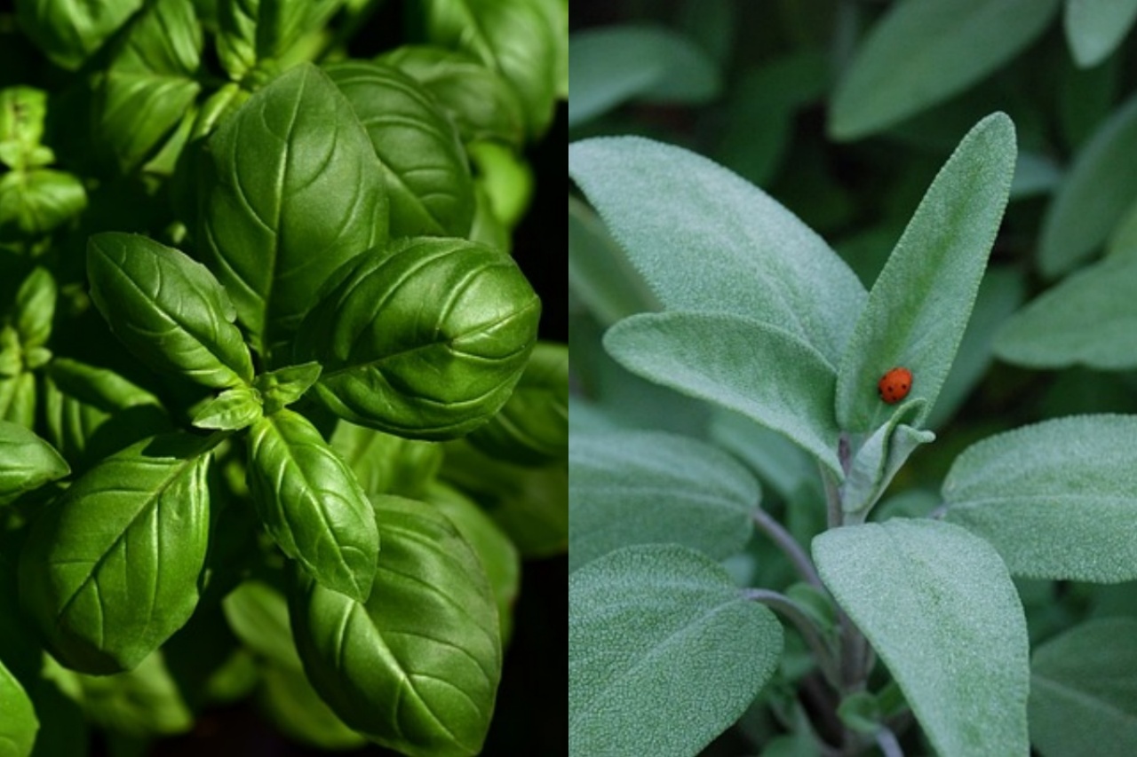 Rimedio per i reni con basilico e salvia