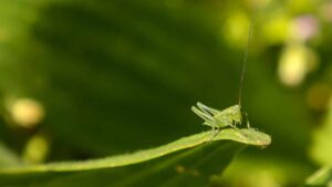 Problema di cavallette in giardino? Scopri come allontanarle