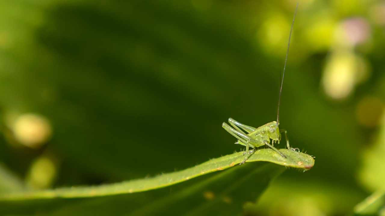 Cavalletta sulla foglia