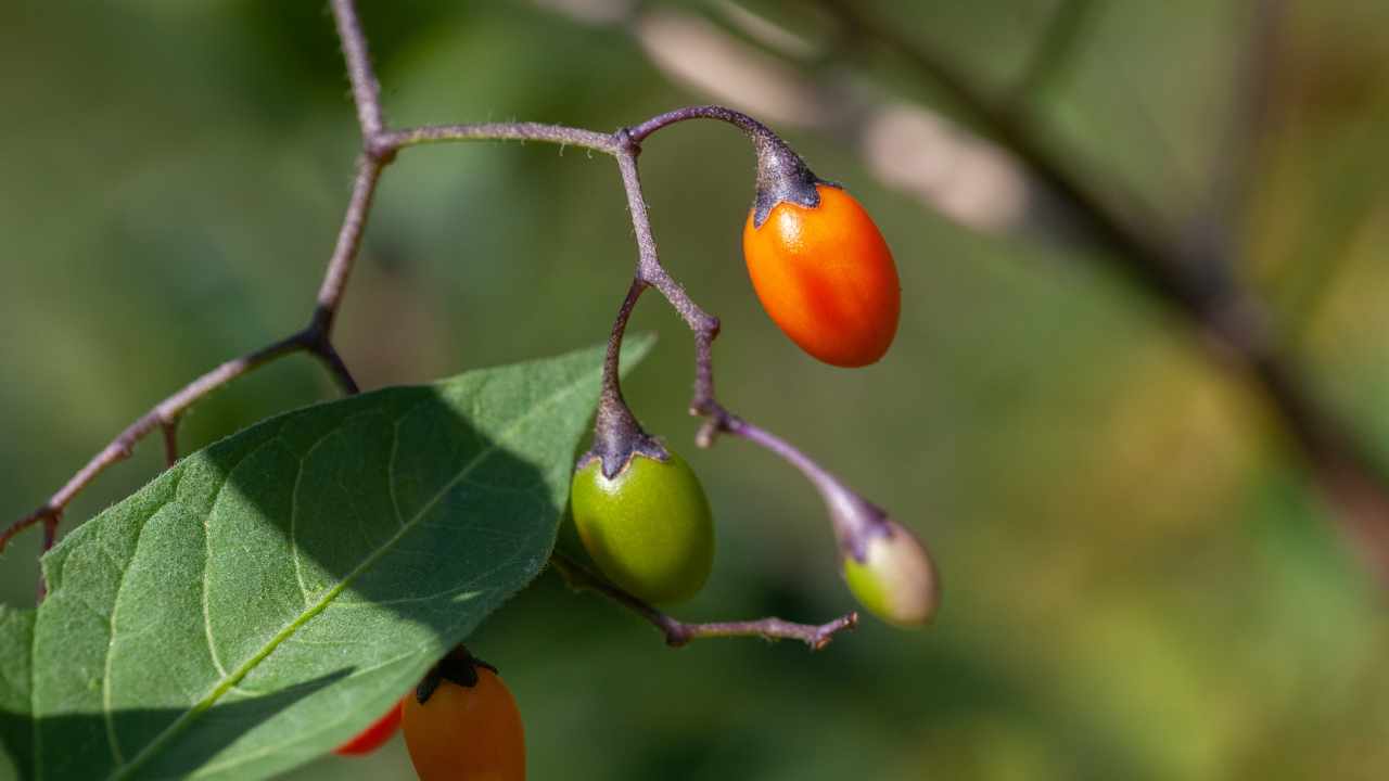 Bacche di Dulcamara