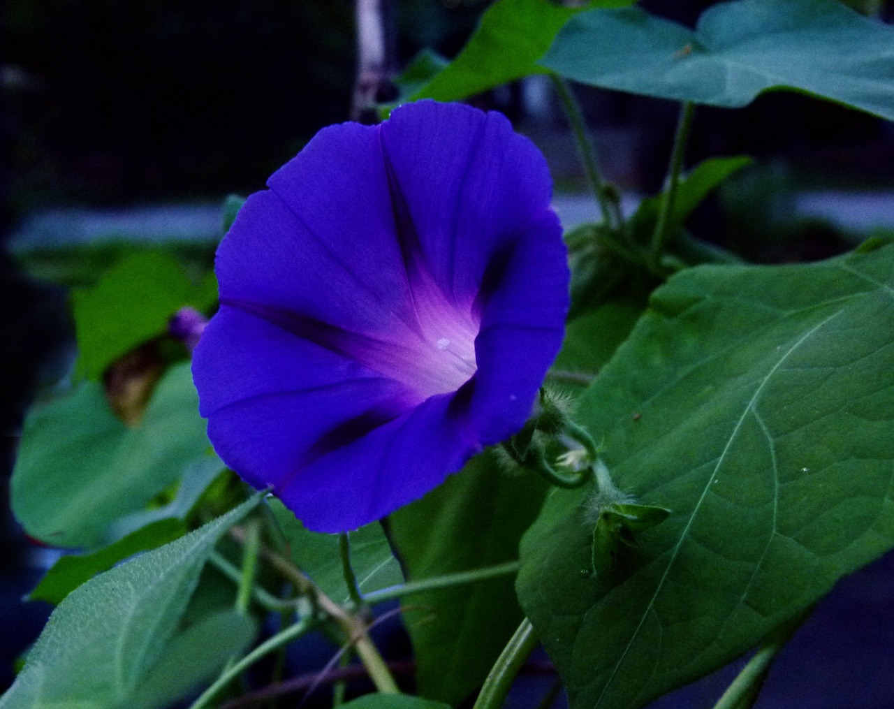 Ipomea fiori a campanella