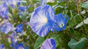 Come coltivare l’ipomea, la pianta con i fiori a forma di campanella