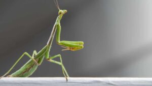 Se incontri una mantide religiosa dentro casa oppure nel tuo cortile, non farle del male. È importante! Questo è quello che dovresti sapere