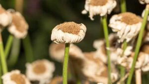 Cosa fare con le margherite dopo la fioritura? Segui questi 3 consigli di fine estate