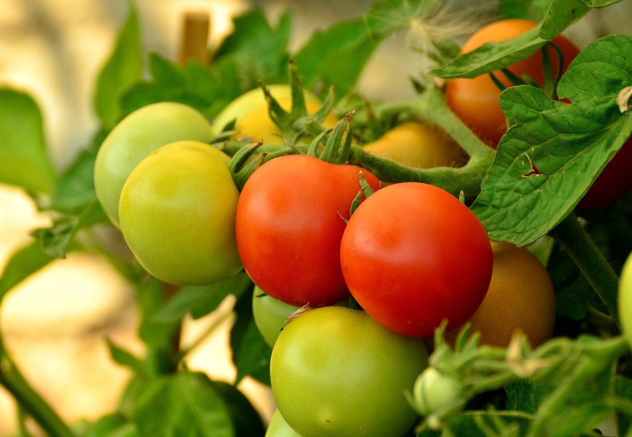 Pianta di pomodoro