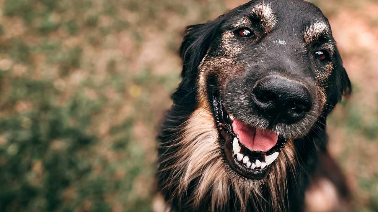 Cane primo piano