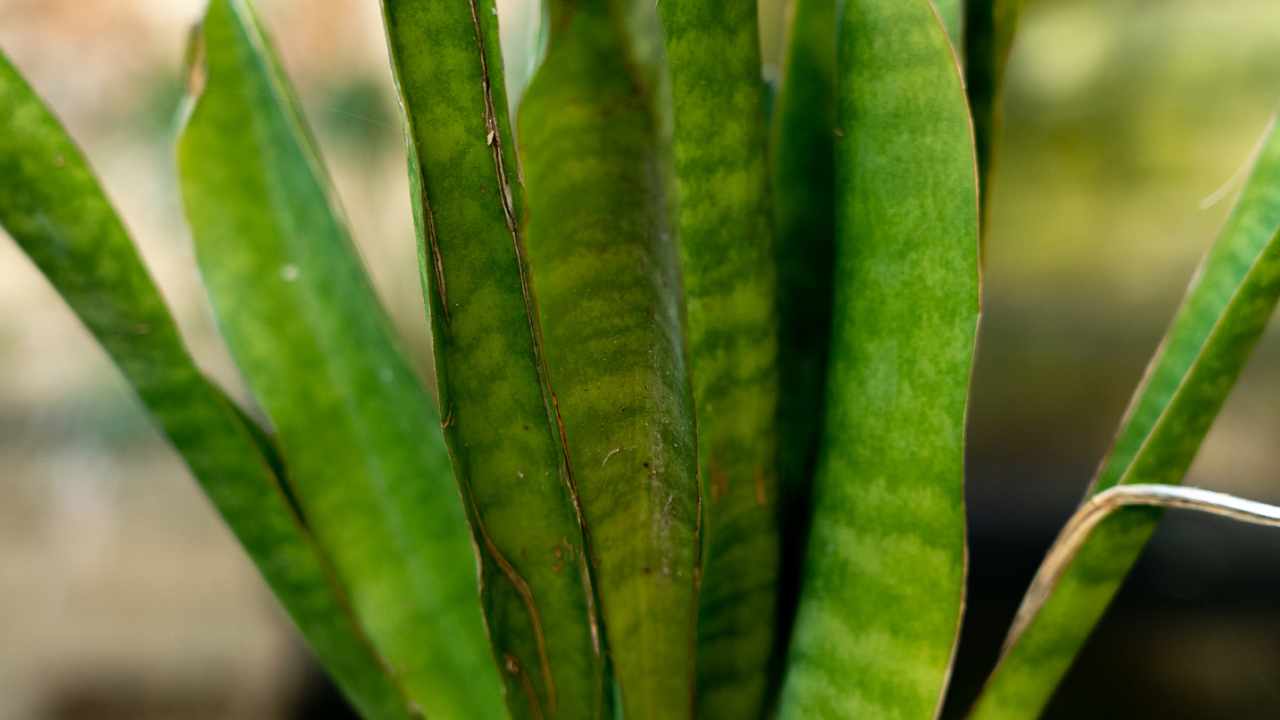 foglie di sansevieria