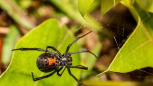 Cosa fare se trovi una vedova nera le tuo giardino: sapere come comportarti è molto importante