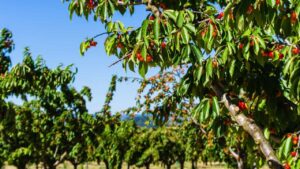 Quali sono gli alberi da frutto più facili da coltivare che puoi piantare nel tuo giardino?