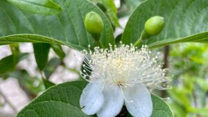 Albero di Guava: una fonte di freschezza per il tuo giardino