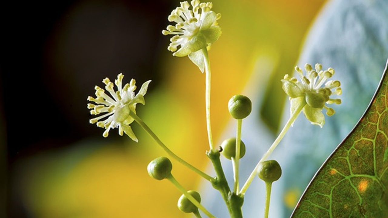 fiore di guava