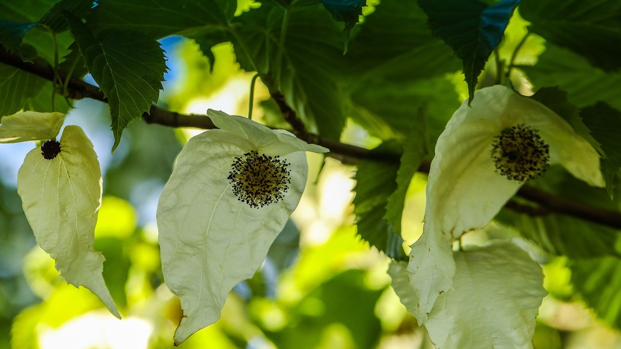 albero fazzoletti fiori