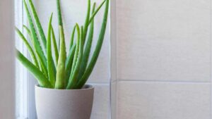 È meglio tenere l’Aloe dentro o fuori? Tutto quello che devi sapere