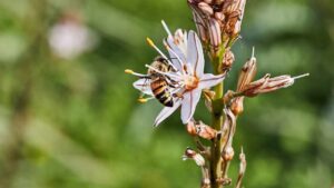 È chiamato il fiore che resiste al fuoco: scopri tutto sull’Asfodelo