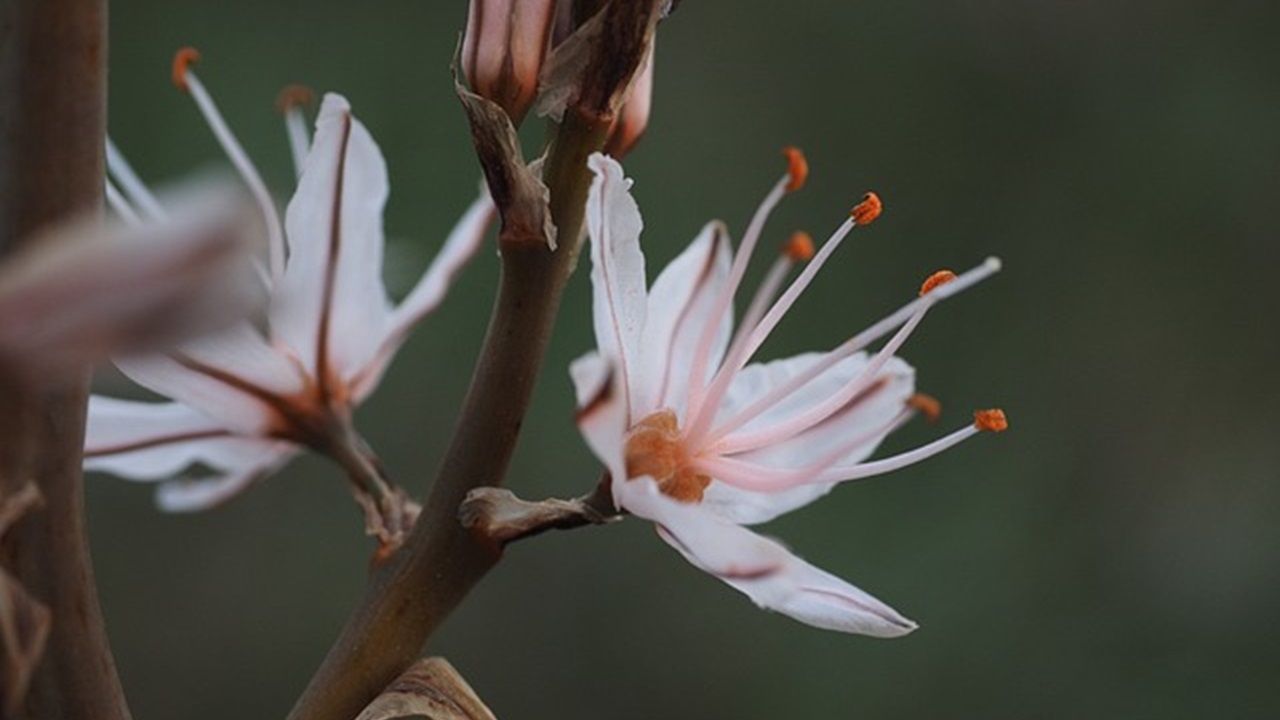 pianta erbacea