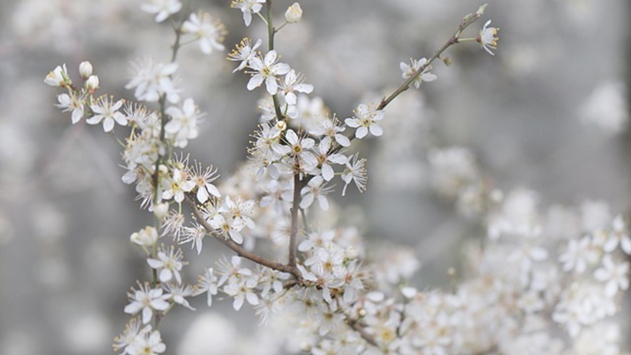 albero fiorito