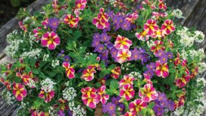 Conosci la Calibrachoa? Questa pianta renderà i tuoi balconi o il tuo giardino super colorati