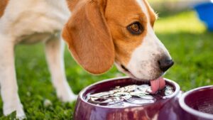 Ciotola del cane piena di formiche? Prova a risolvere il problema così