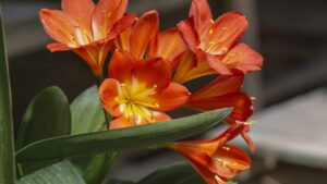 Clivia, cosa dovresti sapere su questa meravigliosa pianta d’appartamento