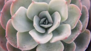 Curiosità sull’Echeveria laui: la pianta grassa senza spine