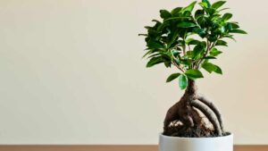 Il tuo Ficus bonsai perde le foglie? Prova a salvarlo con questi consigli