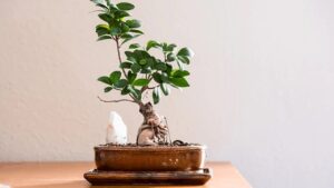 Muffa sul Ficus Bonsai? Fermati, devi recuperarlo immediatamente così!