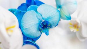 Quali sono i fiori blu più belli da tenere nella tua casa: farai invidia a tutti