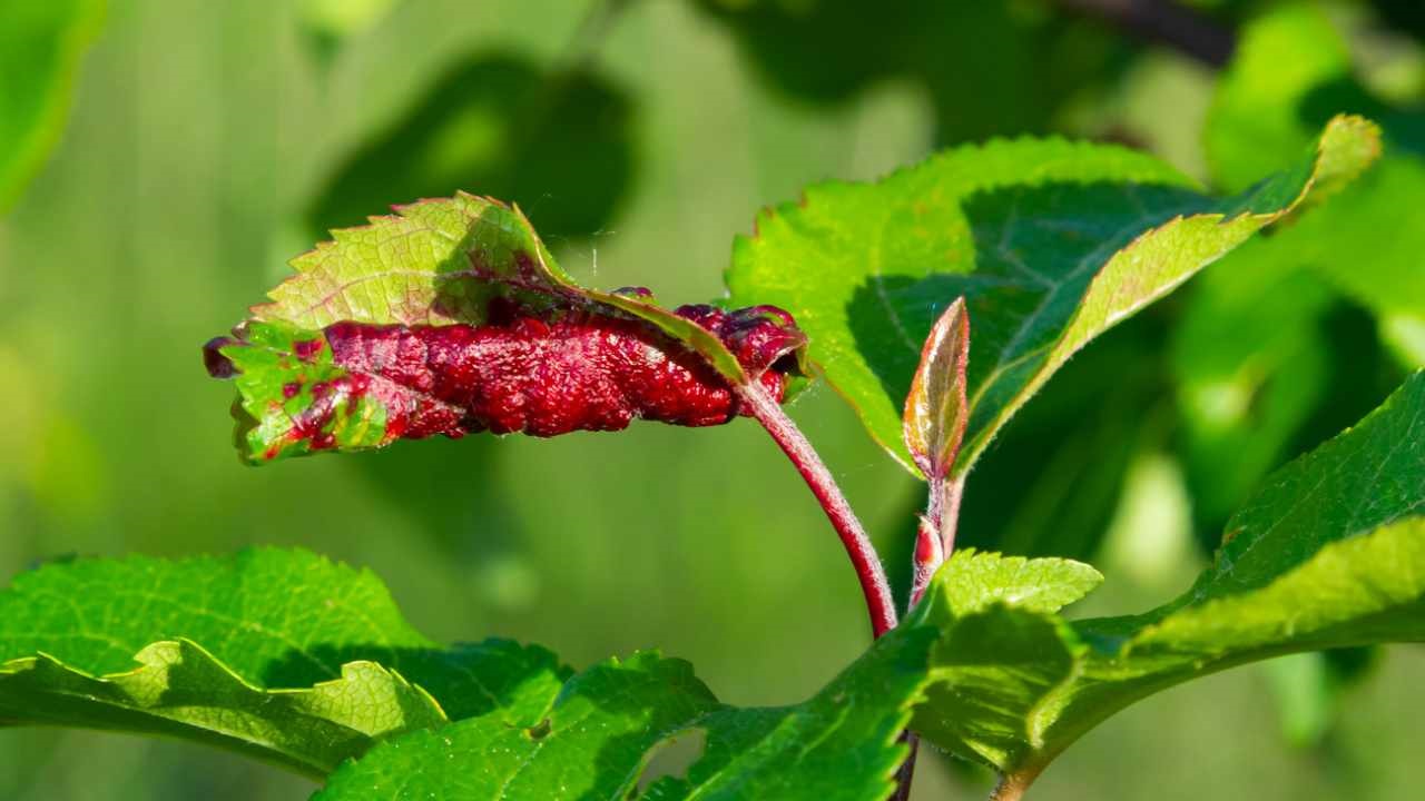 foglie arricciano