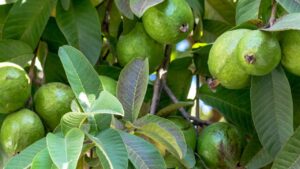 Foglie di guava: tutto quello che dovresti sapere per il tuo corpo