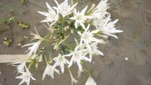 Giglio di Mare: cos’è il fiore che sboccia sulla sabbia