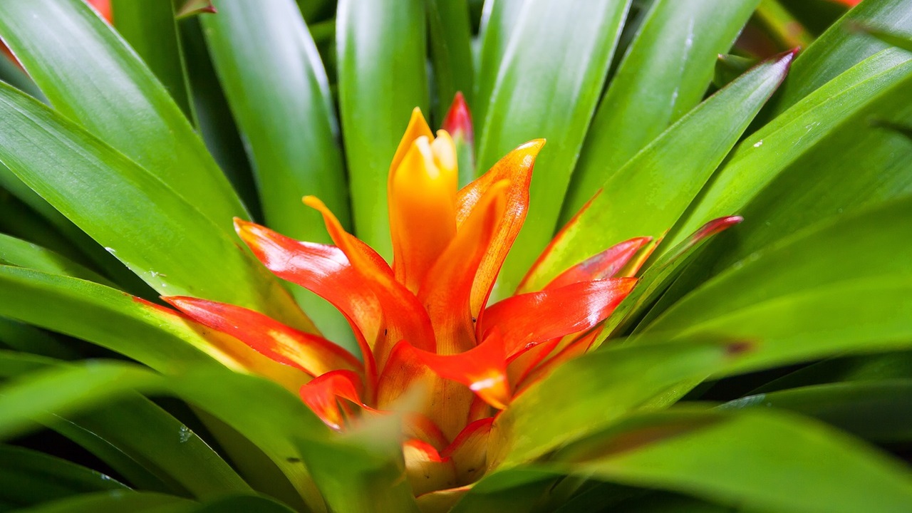 guzmania fiore