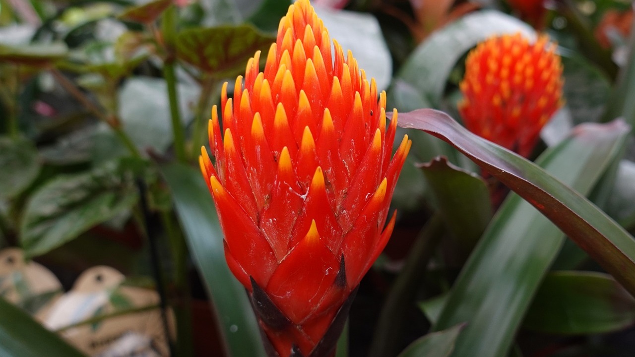 guzmania rossa