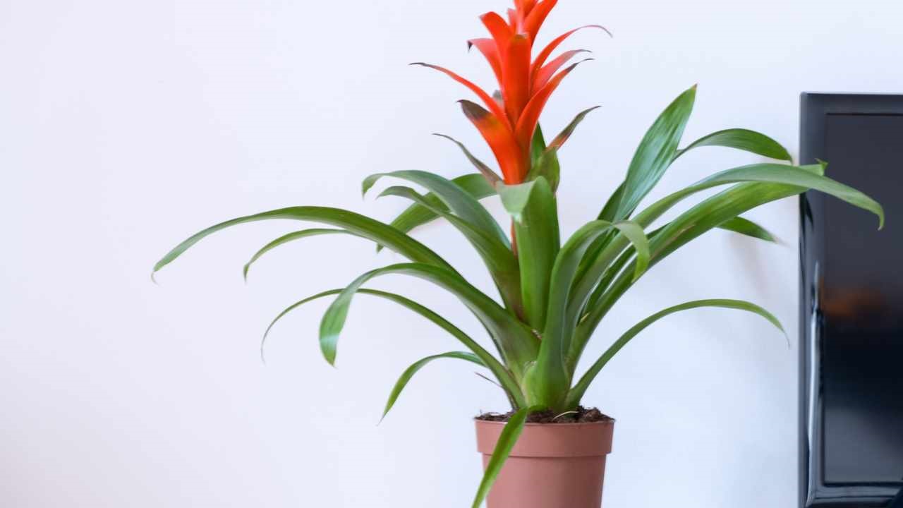 guzmania purifica aria