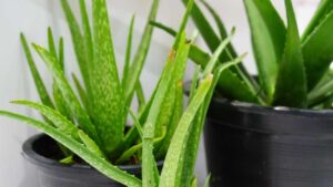 Innaffia l’aloe vera con questo trucchetto: sarà sempre rigogliosa