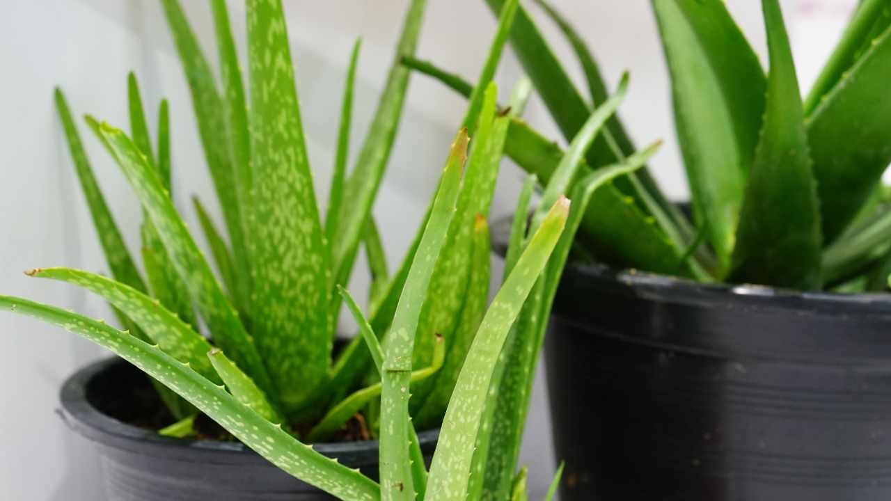 innaffiare aloe