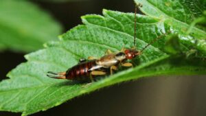 Se vedi questo insetto nel tuo giardino o sulle tue piante non devi assolutamente fargli del male. È molto utile, ti spiego perché