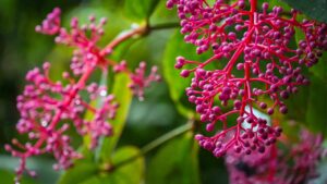 La chiamano “pianta del lampadario”: come prendersi cura della Medinilla in modo perfetto