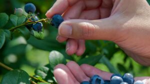 Mirtilli sul balcone a partire dal frutto: scopri come coltivarli