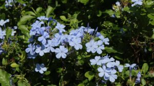 Vuoi un giardino così bello da fare invidia a tutti? Allora dovresti pensare di coltivare questa pianta