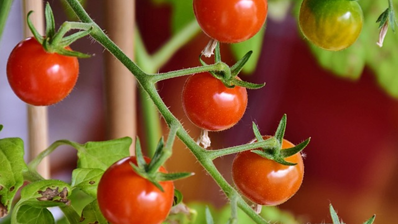 pianta di pomodori