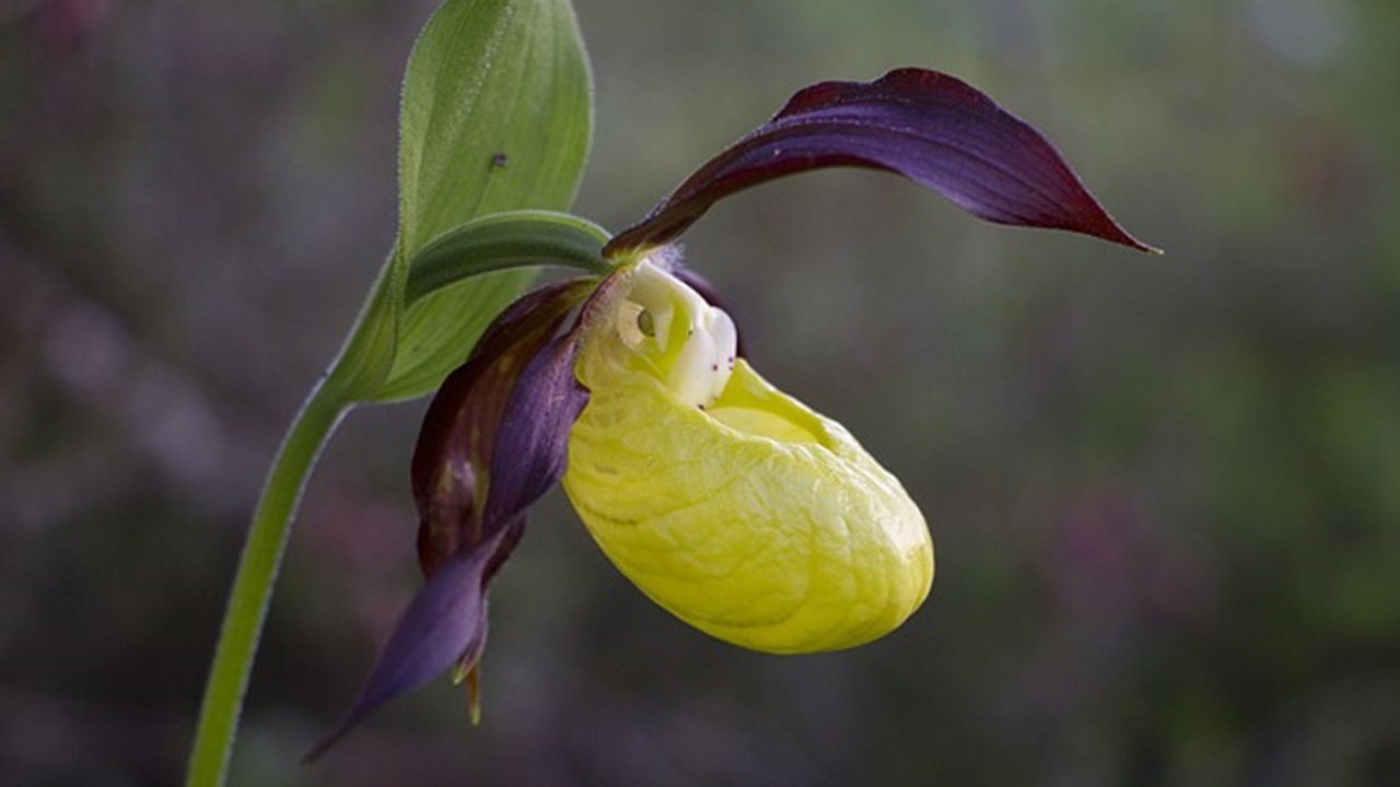 orchidea selvatica