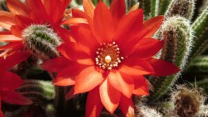 È una delle piante grasse più belle: come coltivare l’Echinopsis chamaecereus