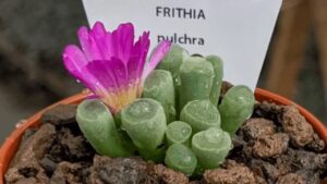 Frithia Pulchra: guida completa alla cura