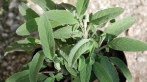 Cosa non dovresti piantare vicino alla Salvia: scopri tutto quello da sapere