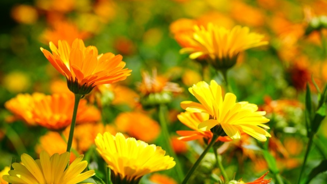 Calendula