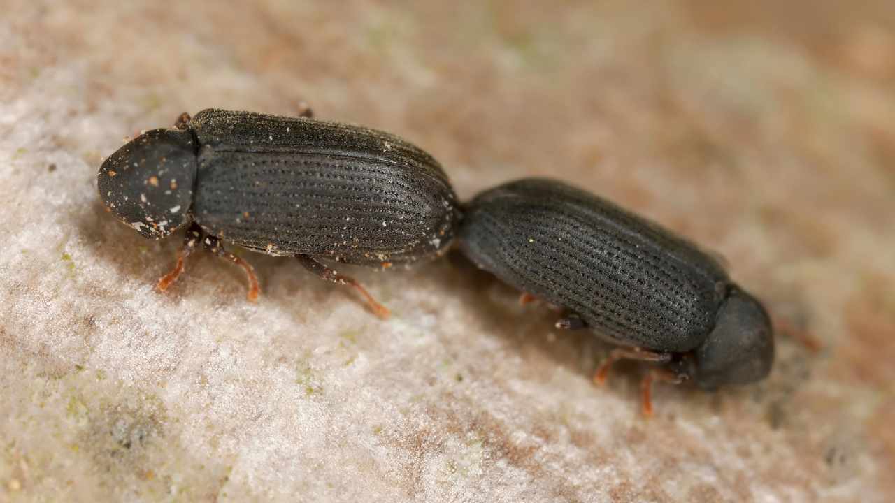 Rimedi naturali contro i tarli del legno