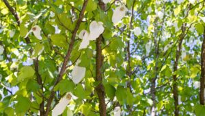 Albero dei fazzoletti: tutto quello che dovresti sapere su questa particolarissima pianta