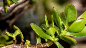 Albero di giada e parassiti: come sbarazzartene senza ricorrere a prodotti nocivi