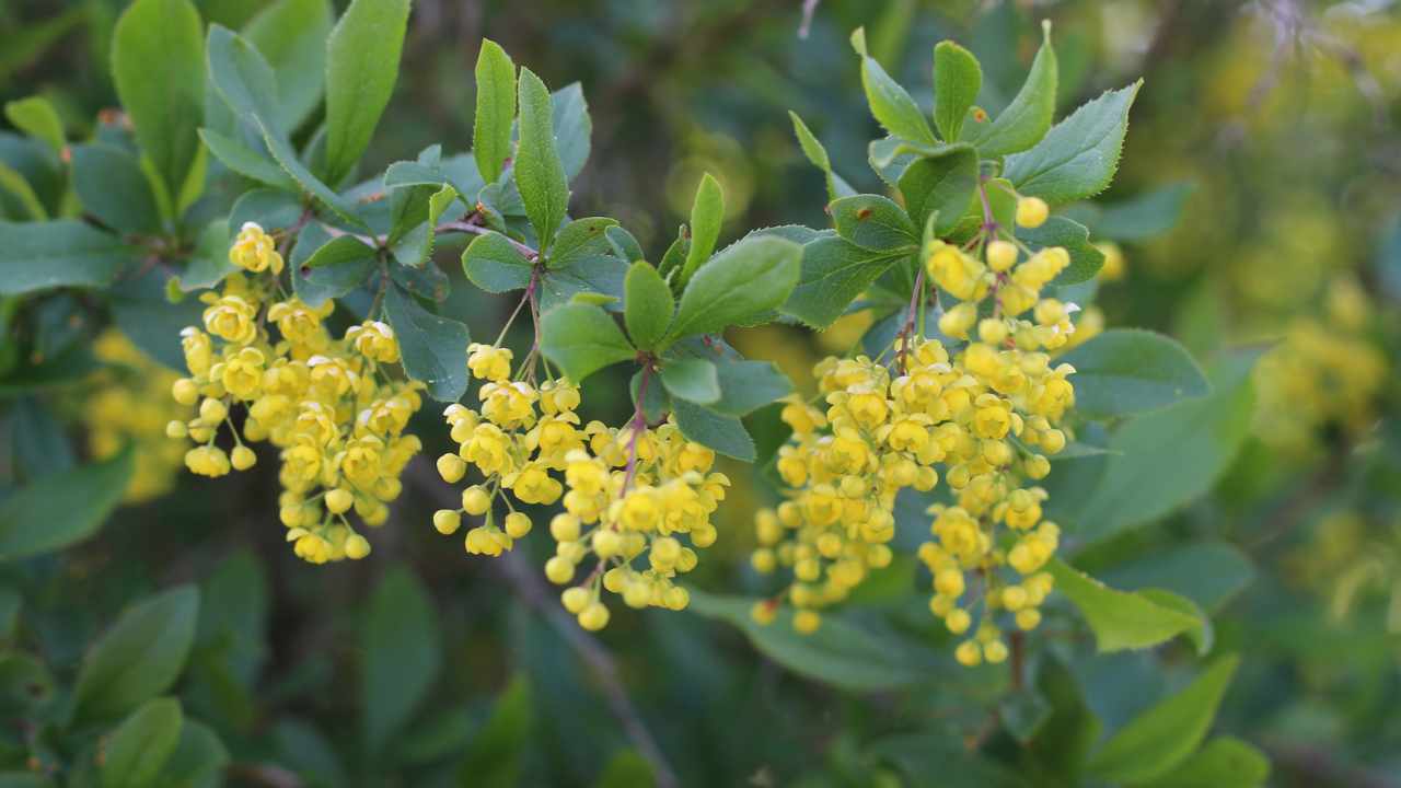 Berberis aristata