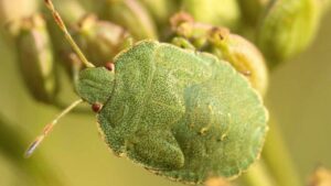 Quali piante attaccano le cimici verdi?